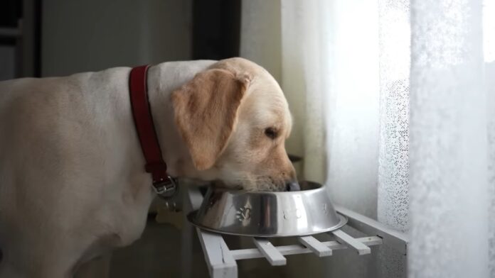 Personalized Nutrition: Tailoring Diet to Your Dog’s Needs