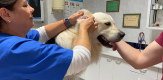Maximizing Dog Health: The Strategic Use of Relief Veterinary Experts