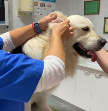 Maximizing Dog Health: The Strategic Use of Relief Veterinary Experts