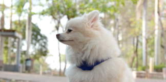 Raising A Small Dog Breed: What Every Pet Parent Should Know