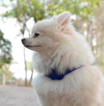 Raising A Small Dog Breed: What Every Pet Parent Should Know