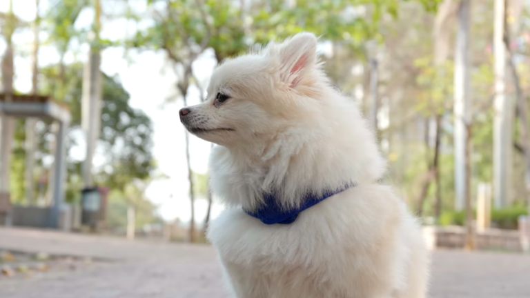 Raising A Small Dog Breed: What Every Pet Parent Should Know