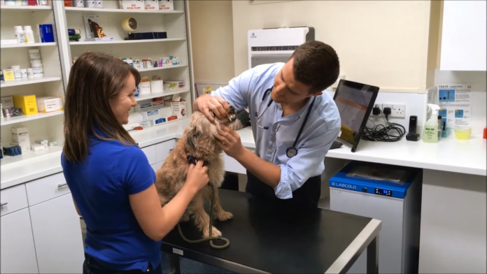 Take Your Pet for Regular Health Checks