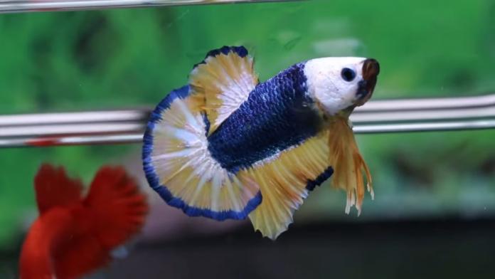 The Exquisite World of Plakat Betta: A Guide to Understanding this ...