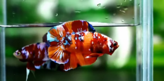 The Exquisite World of Plakat Betta: A Guide to Understanding this Majestic Fish