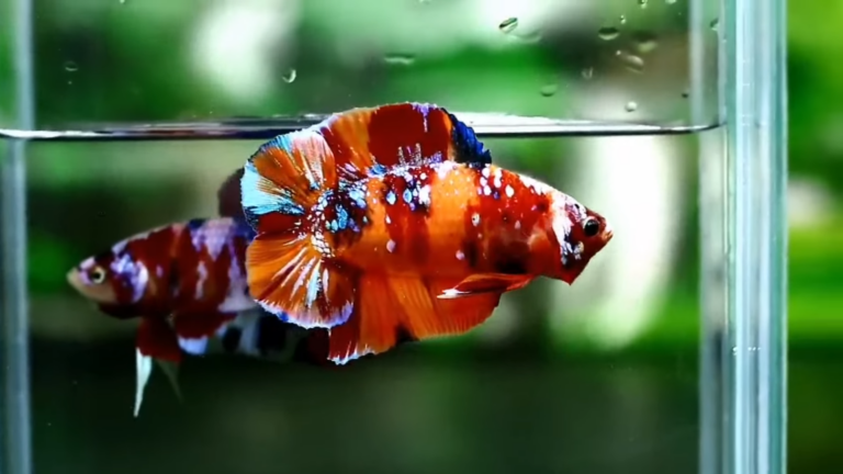 The Exquisite World of Plakat Betta: A Guide to Understanding this Majestic Fish