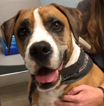 The Ultimate Guide to Microchip Technology for Pet Safety: How It Works and Why It Matters