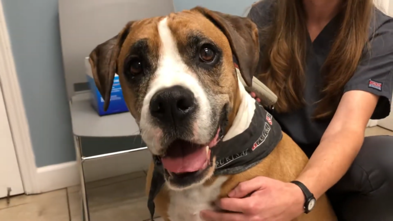 The Ultimate Guide to Microchip Technology for Pet Safety: How It Works and Why It Matters