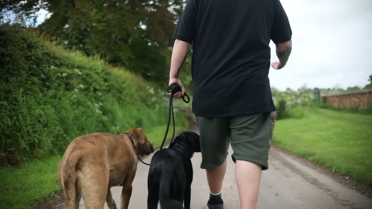 10 Tips to Make Dog Training Easier in 2024