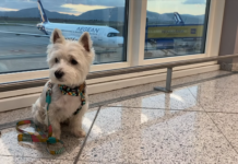 10 Tips to Make Traveling with Pets Much Easier - 2024 Guide