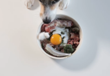11 Common Mistakes to Avoid when Feeding Your Dog a Raw Diet