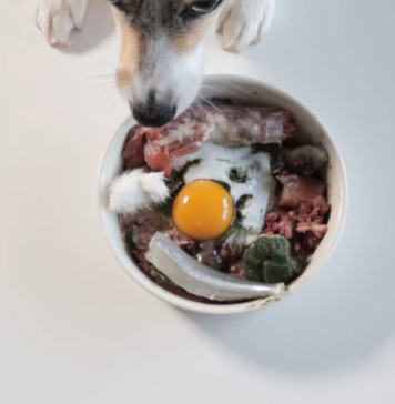 11 Common Mistakes to Avoid when Feeding Your Dog a Raw Diet