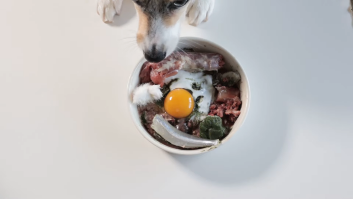 11 Common Mistakes to Avoid when Feeding Your Dog a Raw Diet