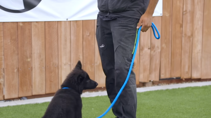 Consistency Is Crucial in Dog Training