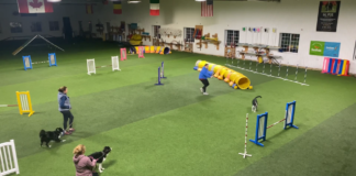 Crafting the Ultimate Dog Agility Course