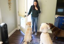 Furry Friend Harmony: 8 Cleaning Hacks for Homes with Multiple Pets