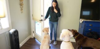 Furry Friend Harmony: 8 Cleaning Hacks for Homes with Multiple Pets