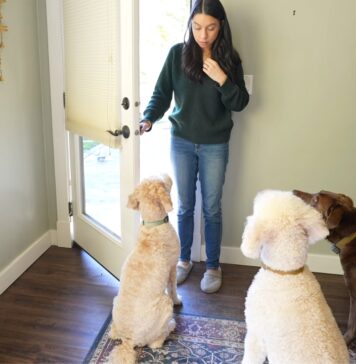 Furry Friend Harmony: 8 Cleaning Hacks for Homes with Multiple Pets