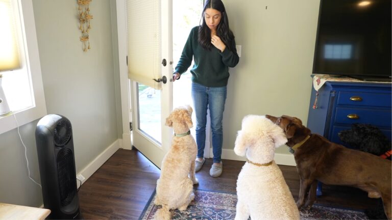 Furry Friend Harmony: 8 Cleaning Hacks for Homes with Multiple Pets