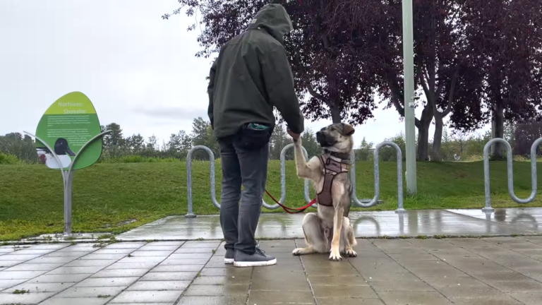 Social Training: 10 Tips to Help Your Dogs Socialize More in 2024