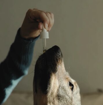 The Top 5 CBD Benefits for Your Furry Friend