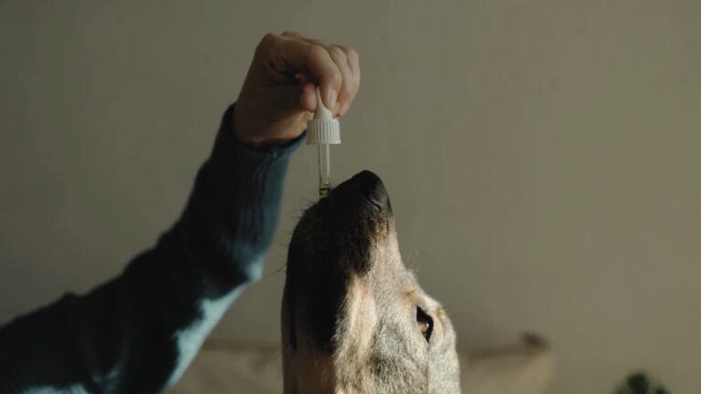 Paws & Relax: The Top 5 CBD Benefits for Your Furry Friend