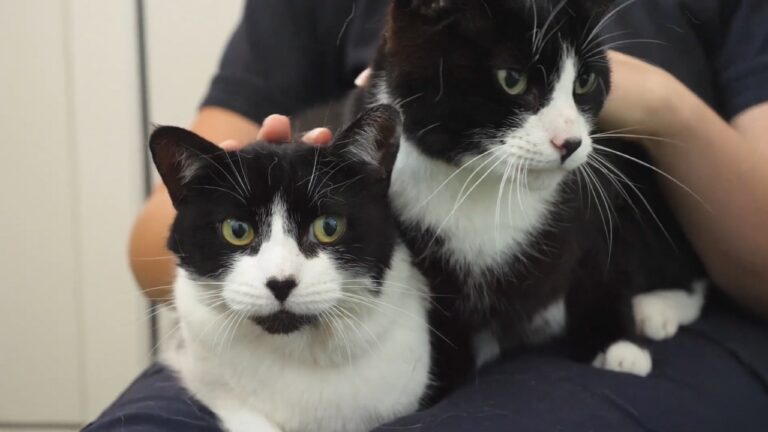 Innovations in Animal Care: The Future of Protective Health Solutions