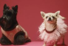 Trendy Dog Fashion Ideas for 2024: From Designer Dog Collars to Hoodies Trendy Dog Fashion Ideas for 2024 From Designer Dog Collars to Hoodies