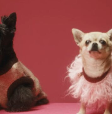 Trendy Dog Fashion Ideas for 2024 From Designer Dog Collars to Hoodies