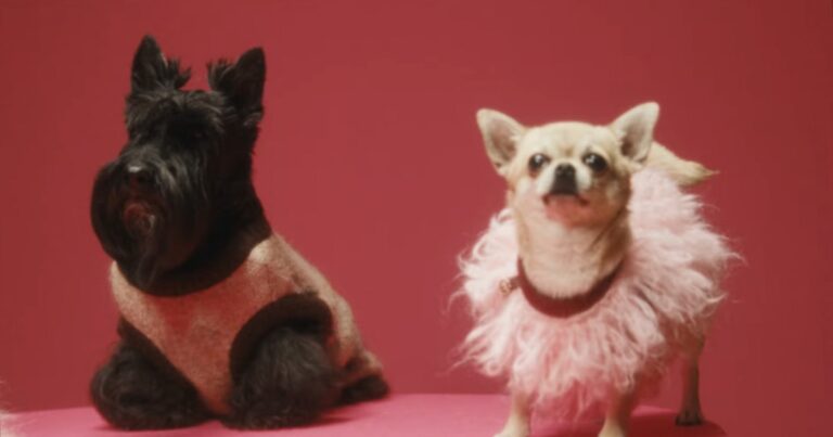 Trendy Dog Fashion Ideas for 2024: From Designer Dog Collars to Hoodies