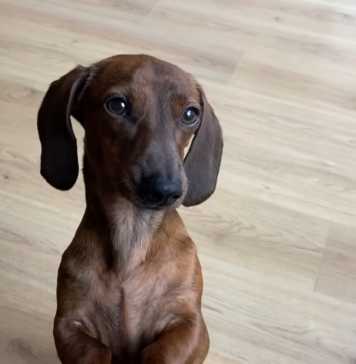 A Brown Dachshund Standing on Its Hind Legs, Looking up With Curious Eyes on A Wooden Floor