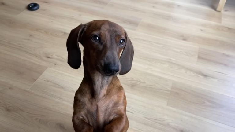 Common Health Issues in Dachshunds and How to Prevent Them – 2024 Guide