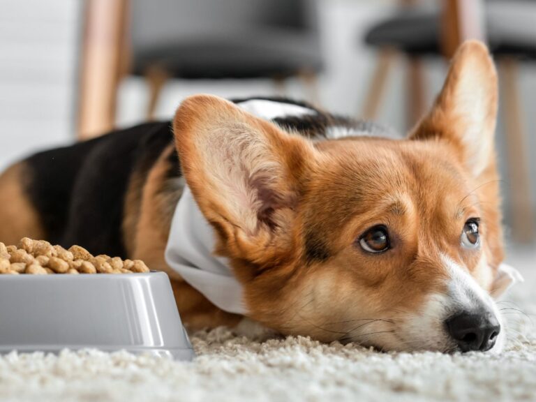 Tips for Feeding a Fussy Dog