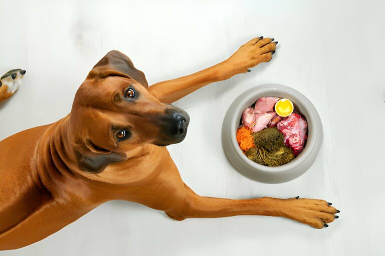 The Impact of Diet on Dog Behavior: What You Need to Know
