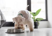 Frosty Fun for Fido: Why Frozen Yogurt is a Treat Your Dog Deserves Frozen Yogurt is a Treat Your Dog
