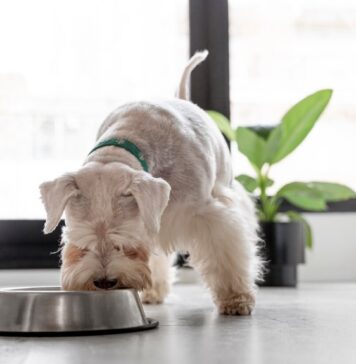 Frozen Yogurt is a Treat Your Dog