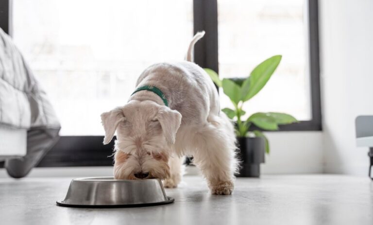 Frosty Fun for Fido: Why Frozen Yogurt is a Treat Your Dog Deserves