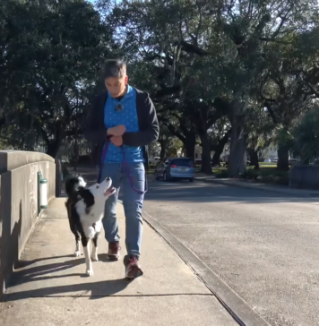 A Man Practicing Dog Training by Walking a Border Collie on A Leash