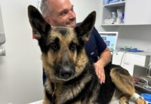 Pet Dental Care