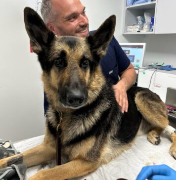Pet Dental Care