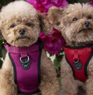 How to choose Dog Harness