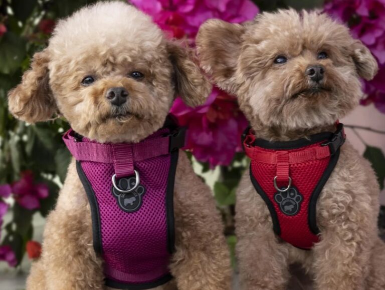 Dog Harness ─ Tips for Buying and Using Them