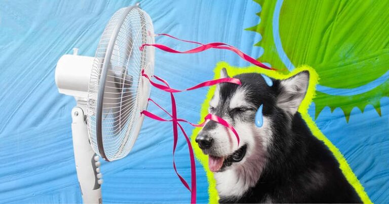 How to Keep Your Dog Cool and Safe on Hot Days
