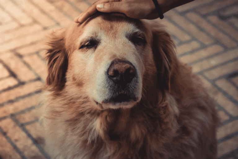 How to Give an Aging Dog the Best Life Possible