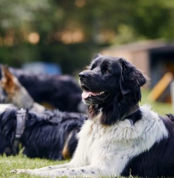 Can Board and Train Programs Actually Help Dogs with Separation Anxiety