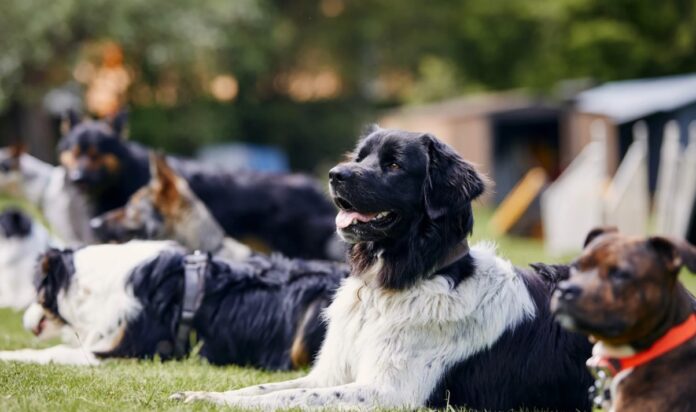 Can Board and Train Programs Actually Help Dogs with Separation Anxiety