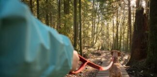 Let Your Dog Off Leash While on a Hiking Trail