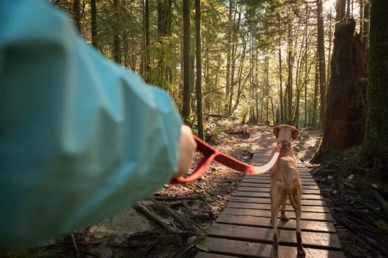 Should You Let Your Dog Off Leash While on a Hiking Trail?