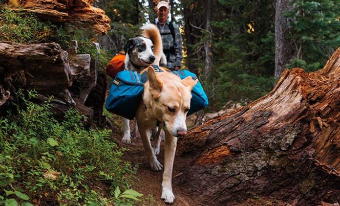 Safer Hiking With Dogs